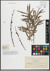 Foto von Salix purpurea L. x Salix viminalis L.